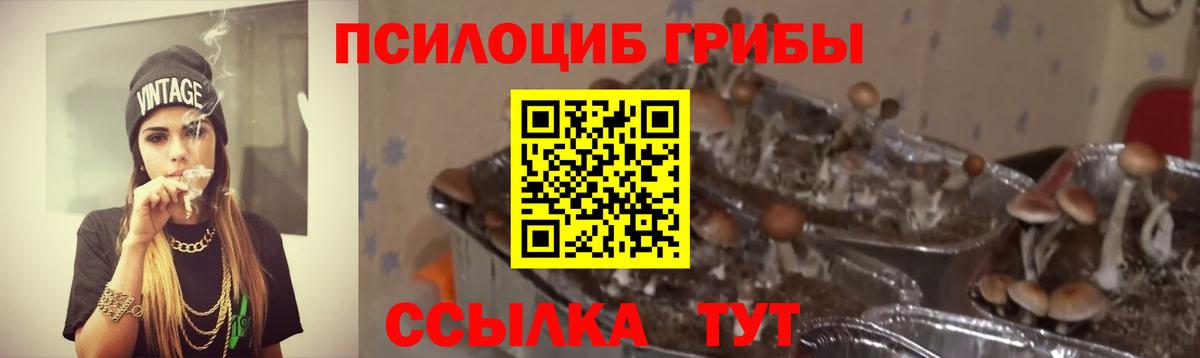 Чехов  Галлюциногенные грибы Psilocybine cubensis  Вход с VPN  Галлюциногенные грибы Psilocybine cubensis 